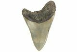 Huge, 5.72" Fossil Megalodon Tooth - North Carolina - #200794-2